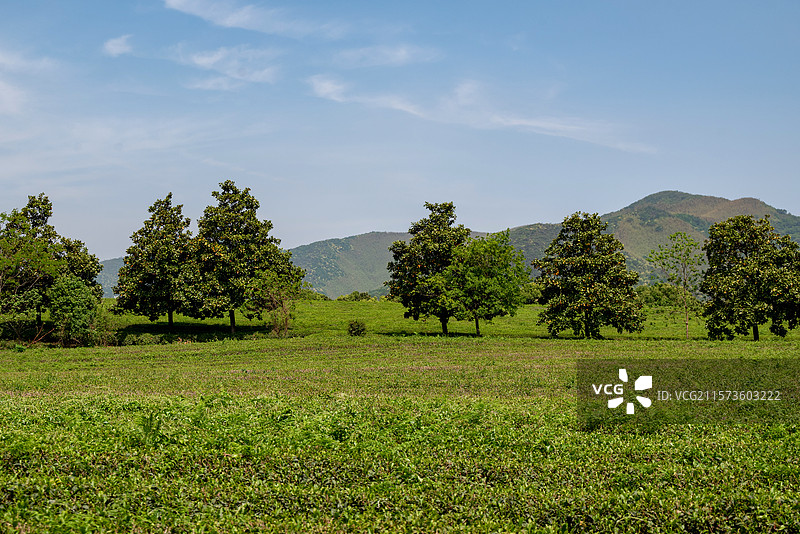 江苏无锡宜兴龙池山自行车公园春天的茶园风光图片素材
