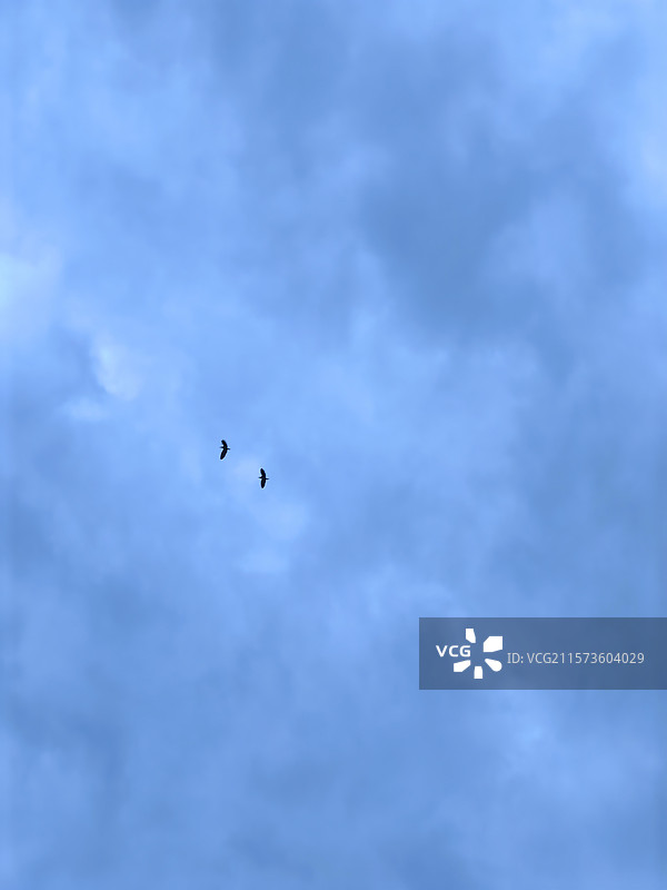 蓝天飞鸟图片素材