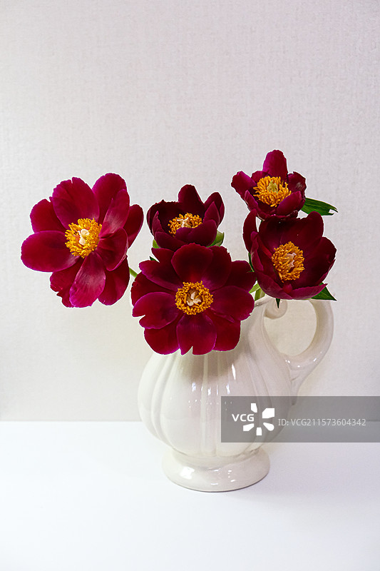 芍药-伊利酋长图片素材