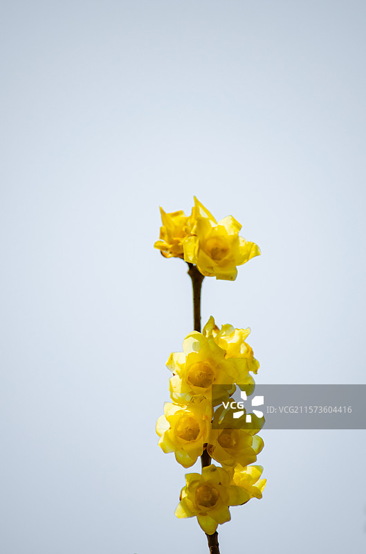 中国开花植物拍摄主题，冬天盛开黄色的将军梅花腊梅花骨朵特写，户外白昼无人图像摄影图片素材