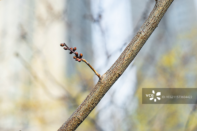 中国野生植物拍摄主题，重瓣榆叶梅美人梅花发芽的花骨朵特写，户外白昼无人图像摄影图片素材