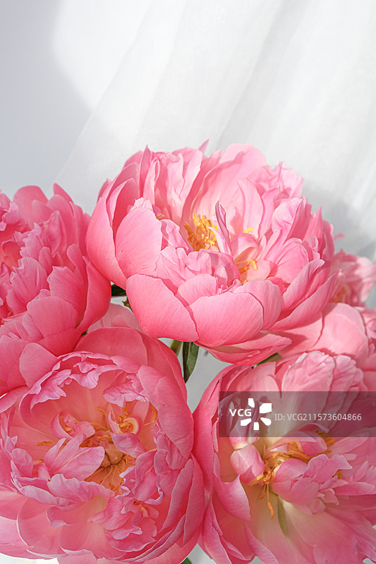 芍药-夏威夷珊瑚图片素材