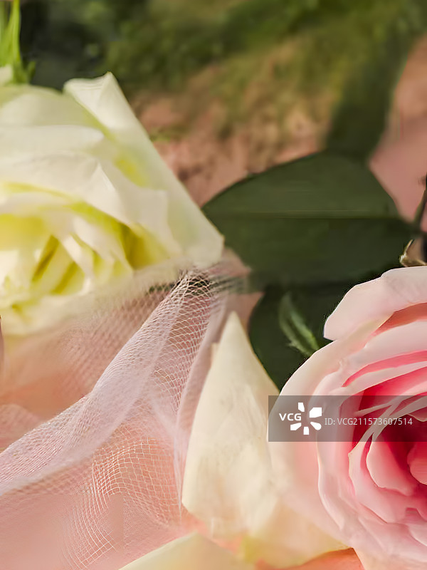 鲜花近距离摄影图图片素材