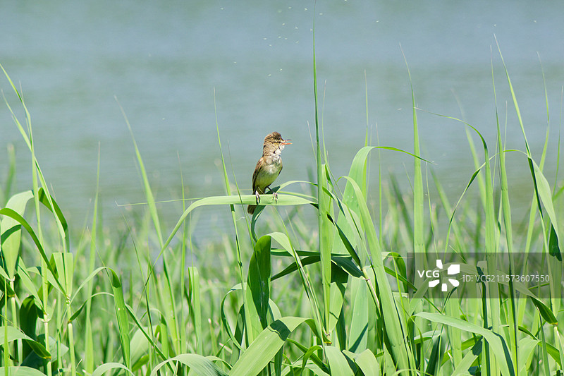 一只苇莺栖息在芦苇上，动物鸟类野生，自然生态环境，湿地特写观鸟，侧面全身像图片素材