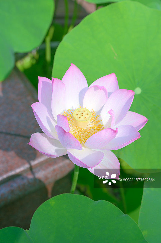 重庆华岩寺的荷花图片素材
