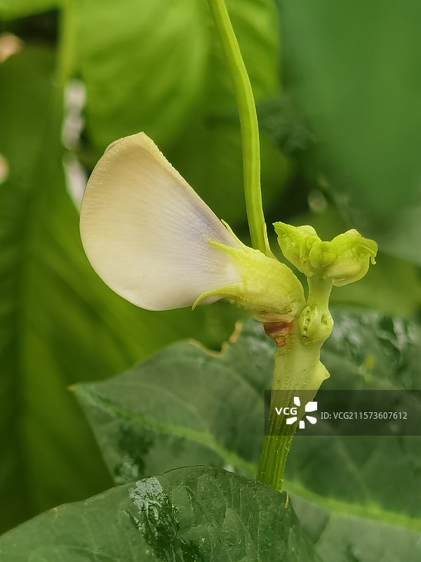 豇豆花图片素材