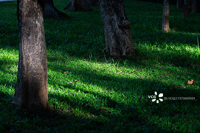 早晨树林里草地上的阳光景观图片素材