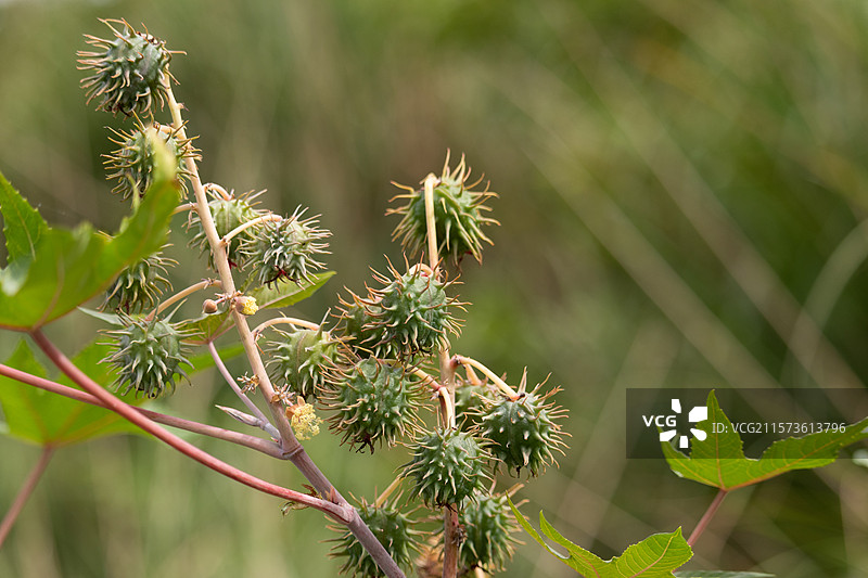 春季五月时节，生长中的野生蓖麻子果子青果，野外植物特写图片素材