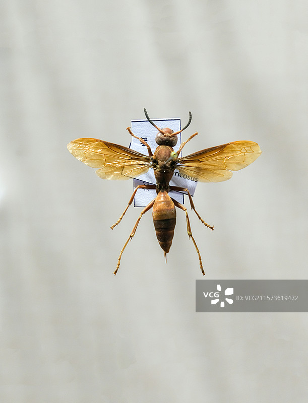褐长脚蜂 国家自然博物馆昆虫厅图片素材