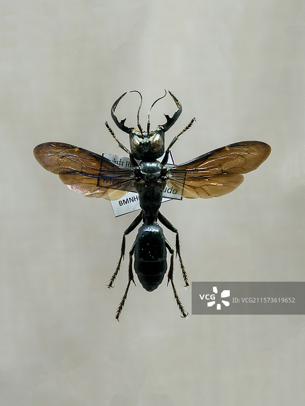 神鹰巨泥蜂 国家自然博物馆昆虫厅图片素材