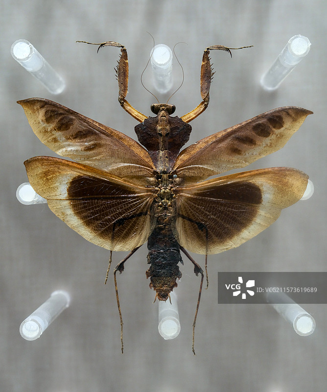 勾背枯叶螳（雄） 国家自然博物馆昆虫厅图片素材