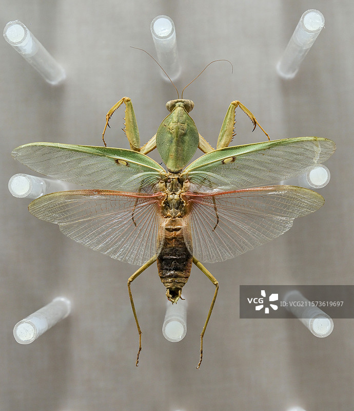 基菱背螳 国家自然博物馆昆虫厅图片素材
