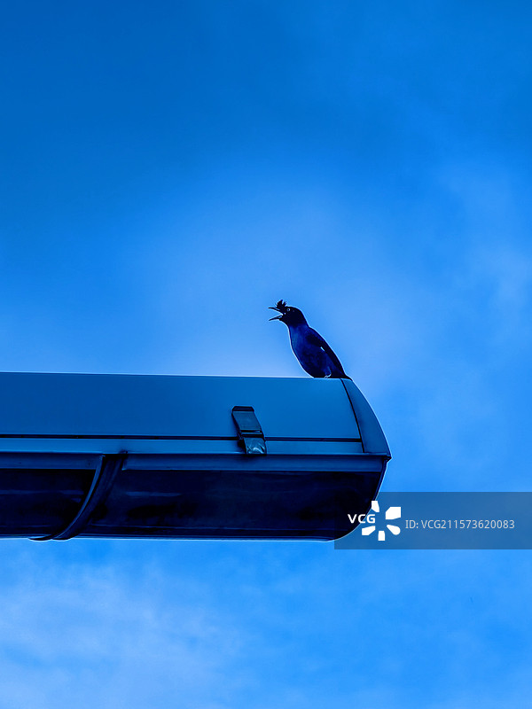 引吭高歌图片素材