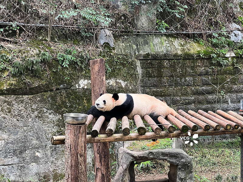 重庆动物园，大熊猫图片素材