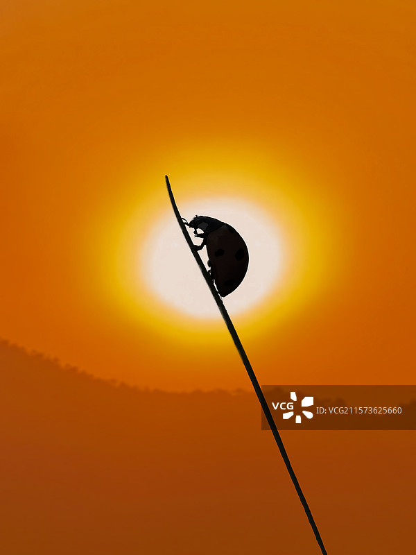 夕阳下的瓢虫图片素材