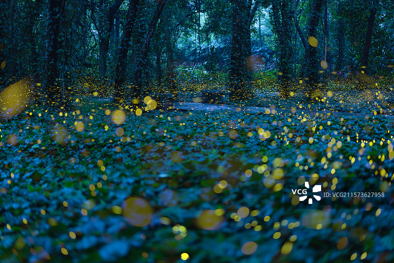 仲夏夜之梦图片素材