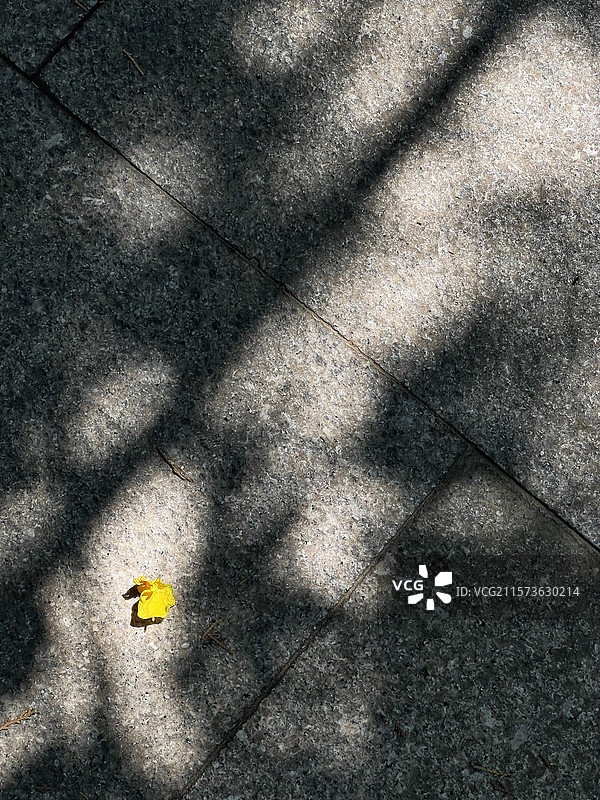 影子，一枚树叶图片素材