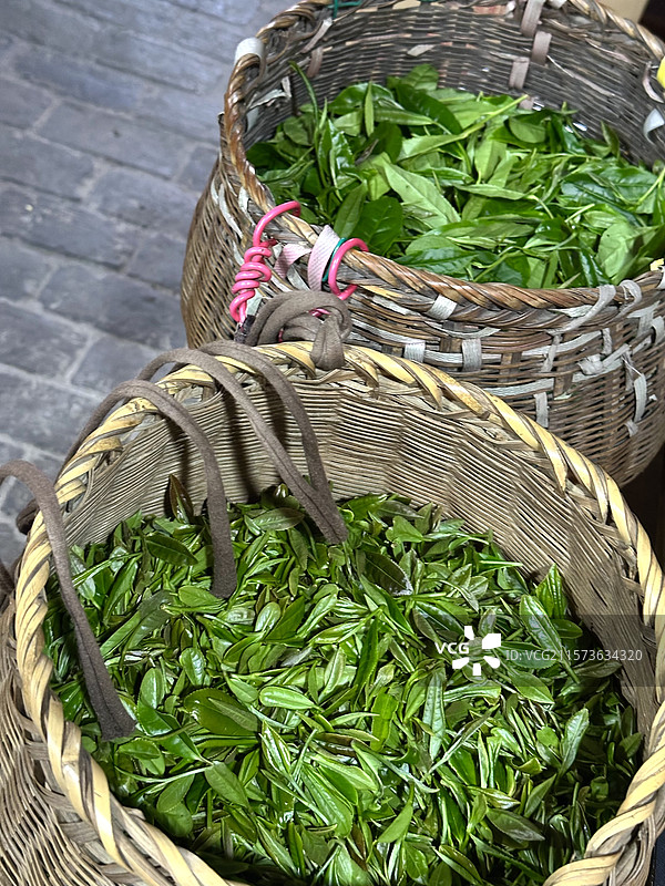 现采的茶叶图片素材