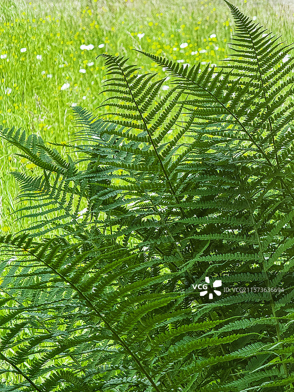 绿色蕨类植物图片素材