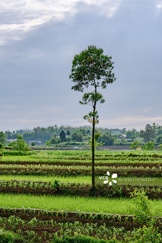 乡村·暮春图片素材