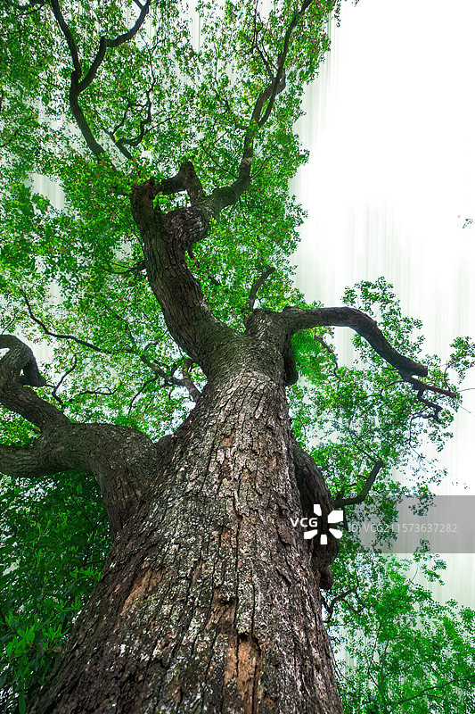 瑞金红井之枝繁叶茂图片素材