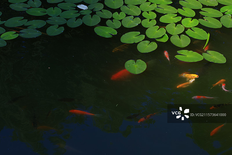 金鱼，睡莲，父亲节快乐，吉林，素材，春天，夏天图片素材