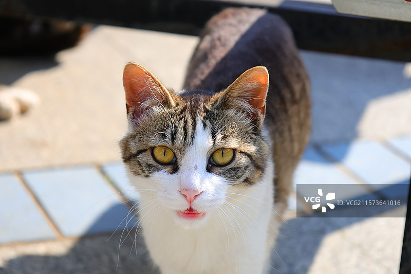 猫，父亲节快乐，吉林，素材，春天，夏天图片素材