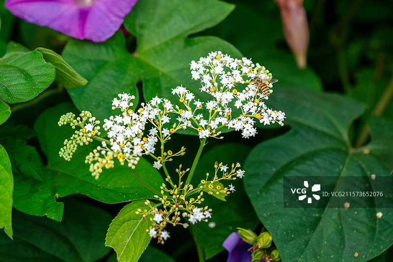 接骨草和蜜蜂图片素材