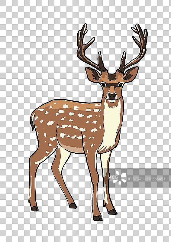 可爱的梅花鹿公鹿雄鹿卡通写实形象免抠元素图片素材