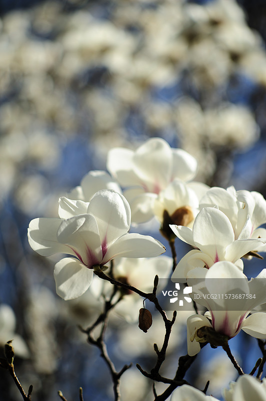 北京航空航天大学的白玉兰图片素材