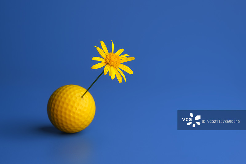 蓝色背景中插在黄色球上的小黄花创意静物图片素材