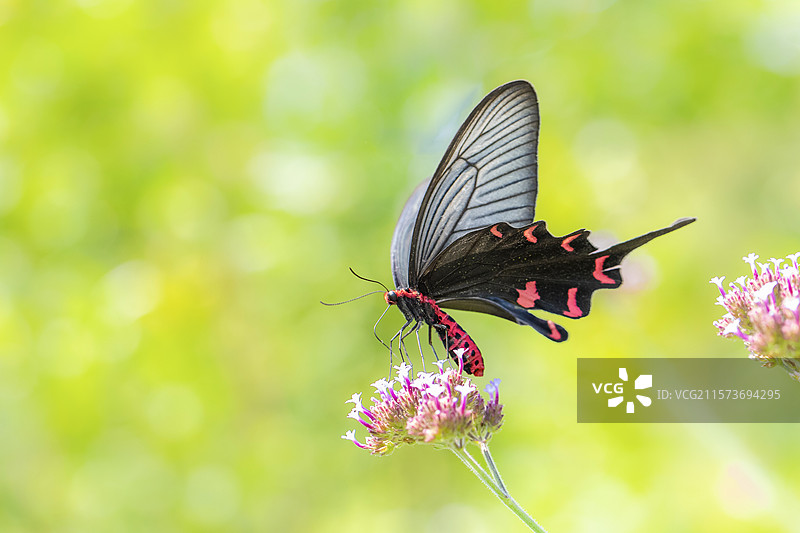 忙碌访花的美丽凤蝶特写图片素材