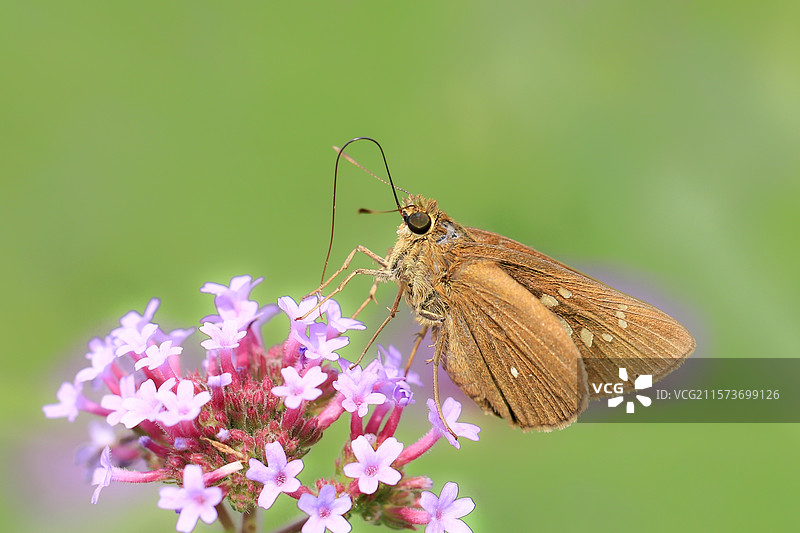 抓拍柳叶马鞭草上访花的蝴蝶图片素材