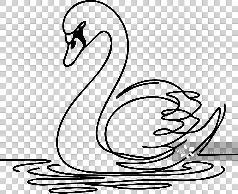 连续线条艺术中的天鹅在水面上图片素材