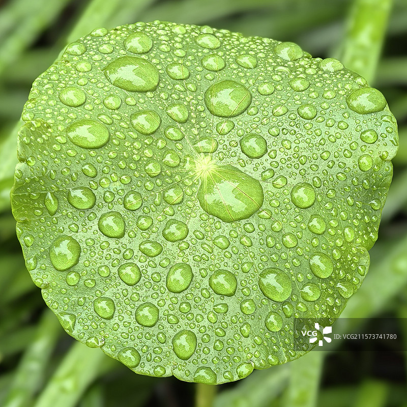 大珠小珠落玉盘图片素材