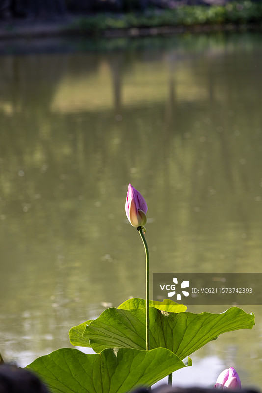 河南省洛阳市国花园夏日荷花盛开图片素材