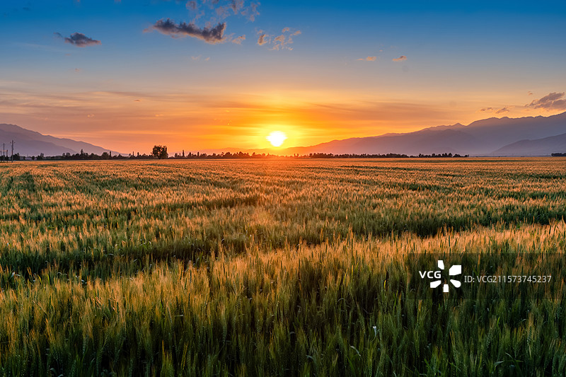 麦田夕照图片素材