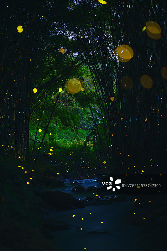 夏夜流萤：竹林溪谷的浪漫微光图片素材