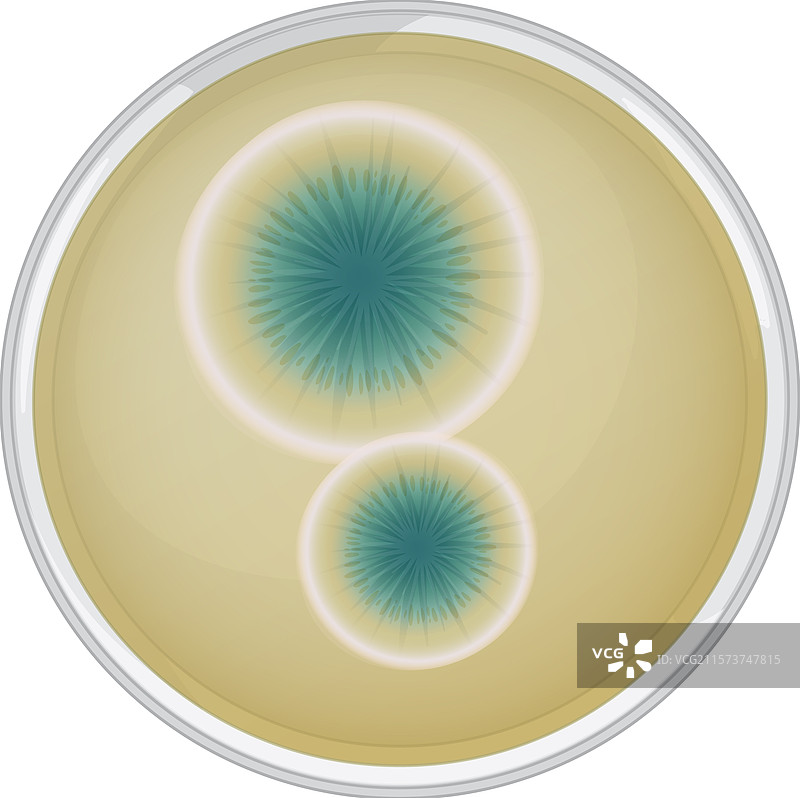 培养皿中的青霉素菌落图片素材
