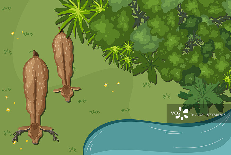 两只鹿在郁郁葱葱的绿地和流淌的小溪旁图片素材