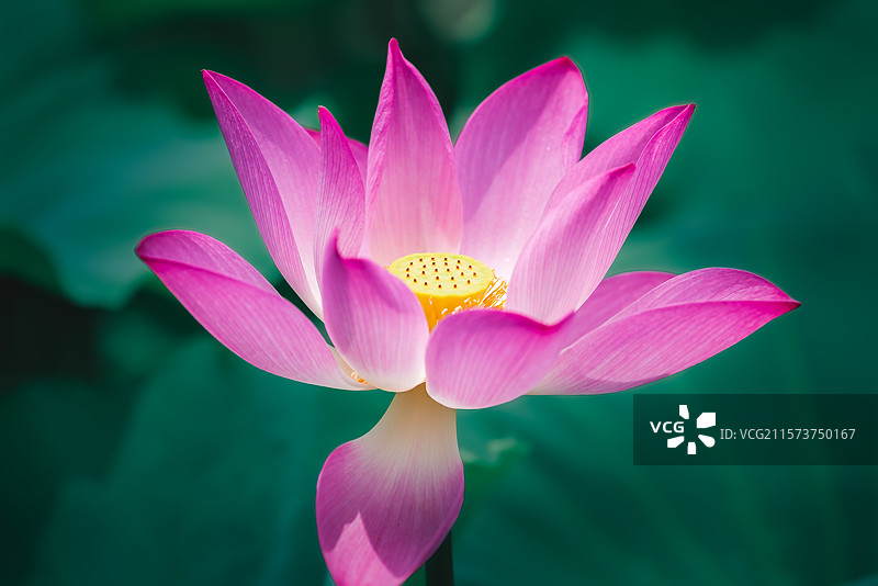 夏日之艺术荷花图片素材