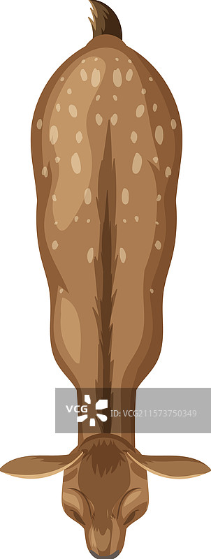 从上方视角看一只鹿图片素材