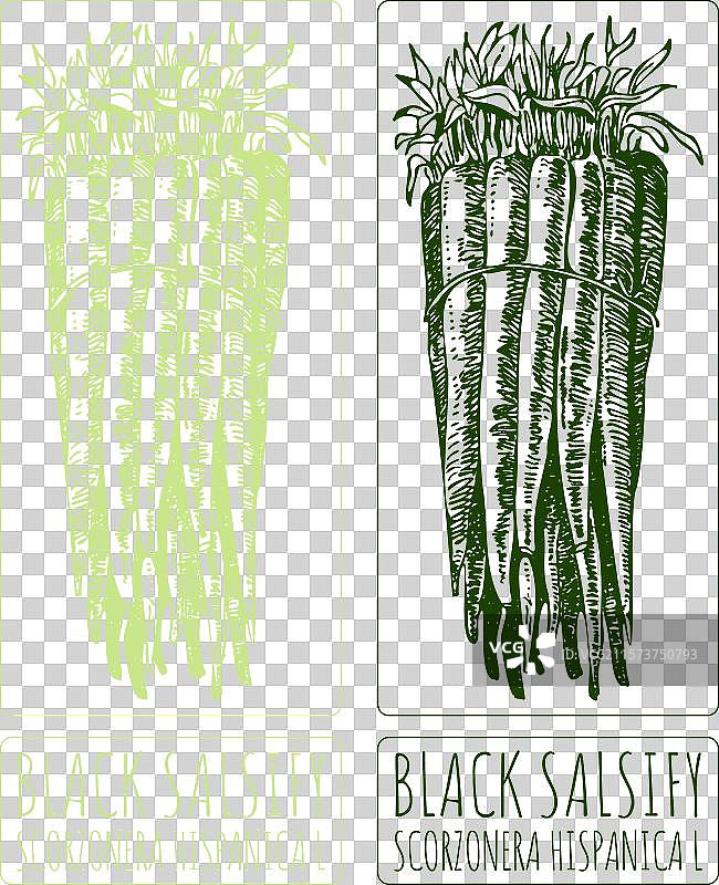 手绘黑色牛蒡图片素材