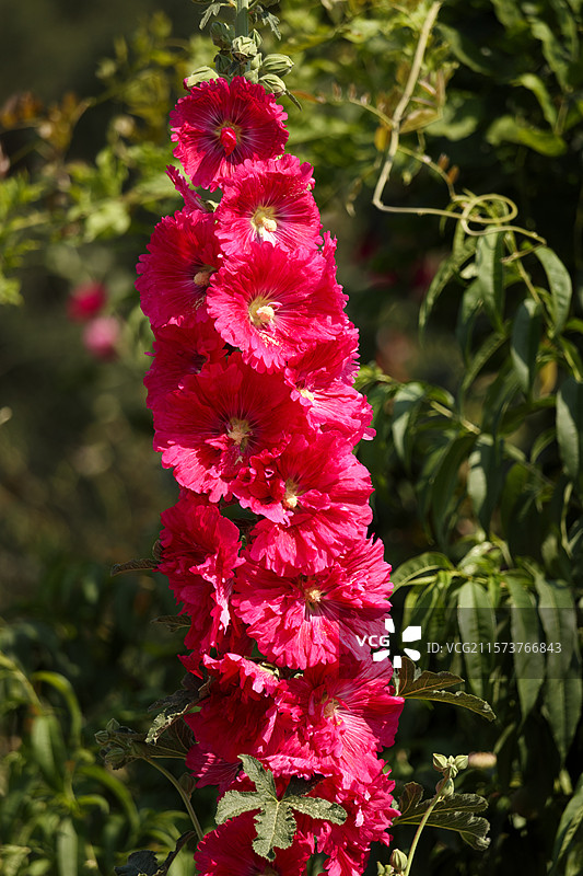 初夏五月立夏时节，盛开的红蜀葵花，植物鲜花特写图片素材