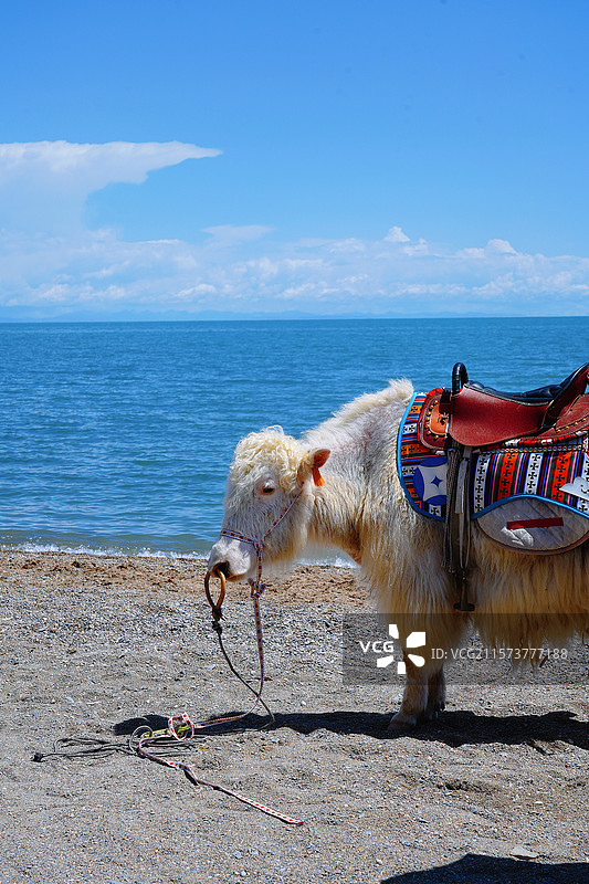 青海湖牦牛图片素材