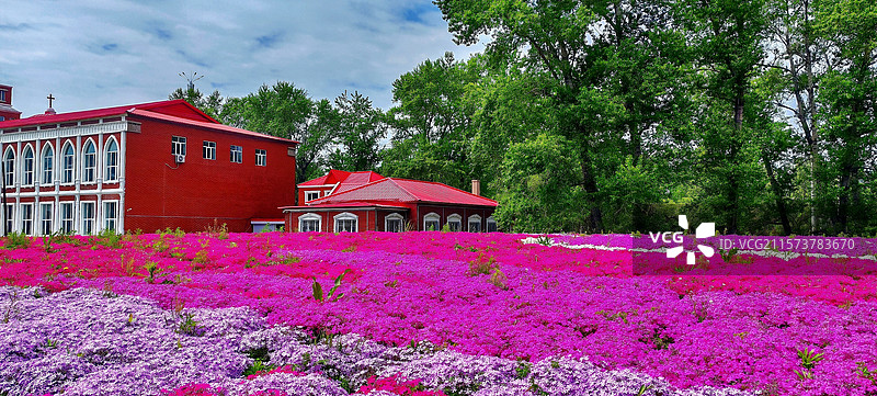 多彩花田红顶屋蓝天白云、绿树成荫，粉紫交织的芝樱花肆意绽放，红顶屋静立一旁，勾勒出独特的城镇景致。图片素材