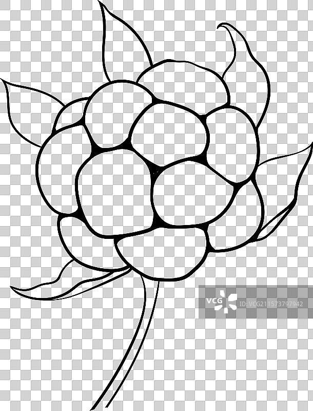 黑莓和覆盆子的水果图片素材