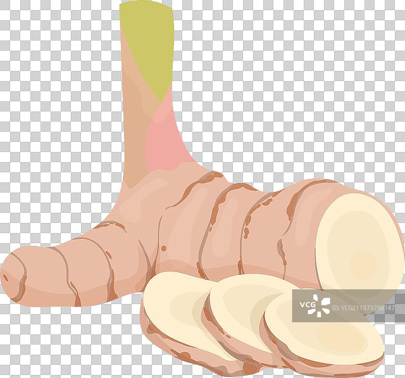 三片和一整根的高良姜图标图片素材