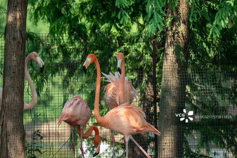 杭州湾湿地公园鸟类图片素材