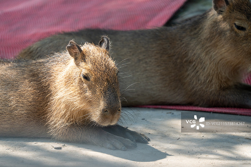 杭州湾湿地公园动物图片素材